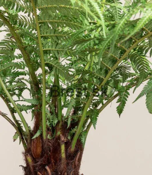 Dicksonia antarctica  Extra